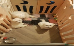 Maltese dogs for sale: Fluffy cute half Korean maltese ready to go  - Image 9