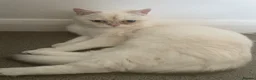 British Shorthair cats for sale: Beautiful White British Shorthair Female Blue Eyes - Advert 5