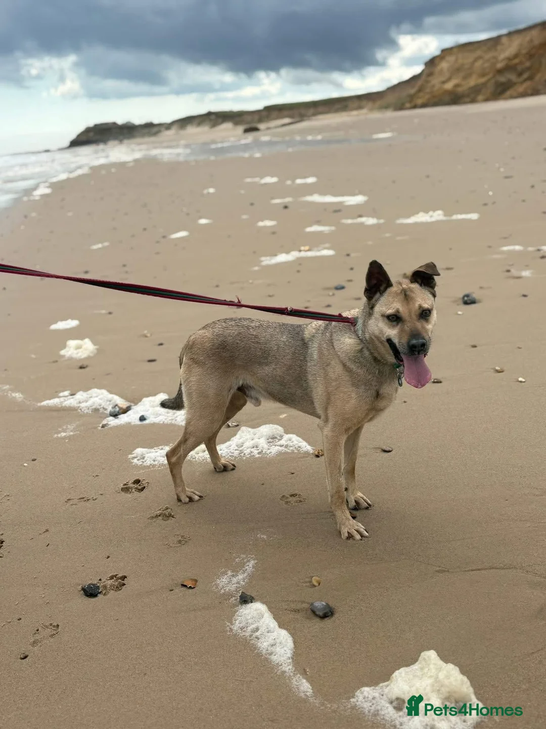 Mixed Breed dogs for adoption: Gabriel - Norwich Norfolk  - Advert 2
