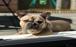 French Bulldog dogs for stud: French bulldog for stud  - Image 3