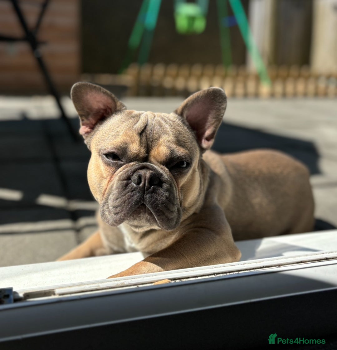 French Bulldog dogs for stud: French bulldog for stud  - Image 3