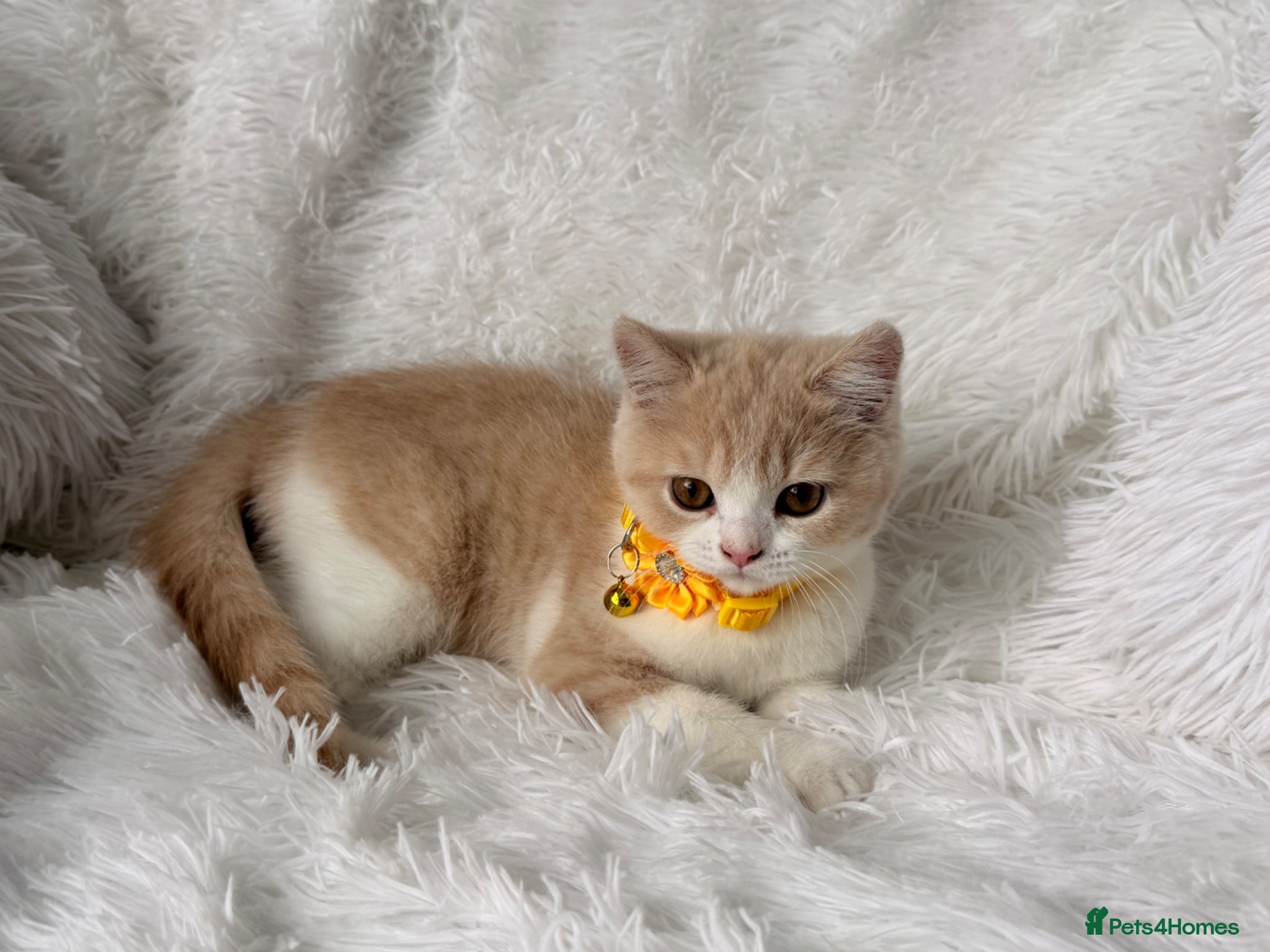 British Shorthair cats ⭐️ BRITISH SHORTHAIR KITTENS 4 available ⭐️ - Advert 16