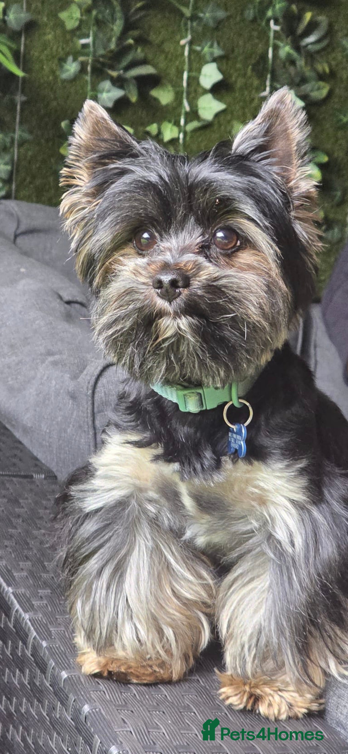 Yorkshire Terrier dogs Yorkshire terrier for stud - Advert 3