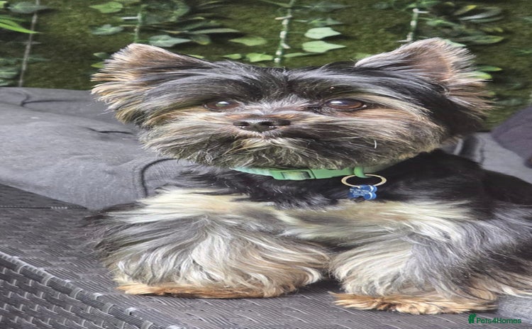 Yorkshire Terrier dogs - Advert 1