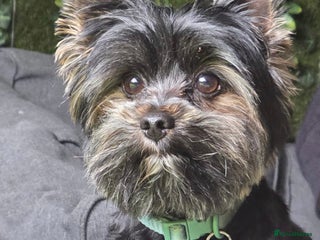 Yorkshire Terrier dogs Yorkshire terrier for stud - Advert 15