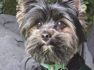 Yorkshire Terrier dogs Yorkshire terrier for stud - Advert 3