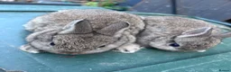 Netherland Dwarf rabbits for sale: 7 week old Netherland Dwarf bunnies - Advert 4