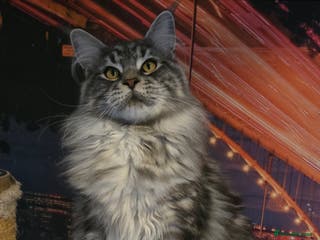 Maine Coon cats maine coon stud in Coventry - Advert 3