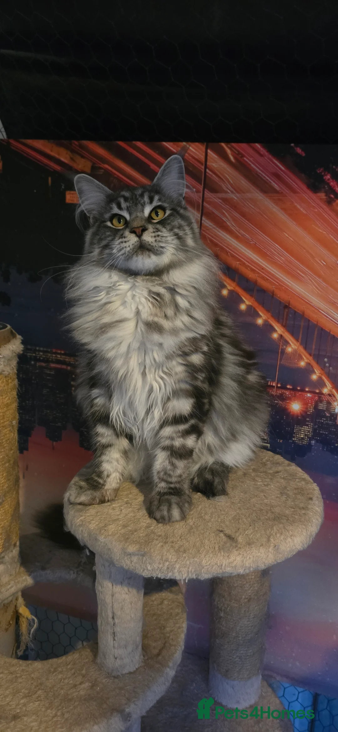 Maine Coon cats for stud: maine coon stud in Coventry - Advert 4