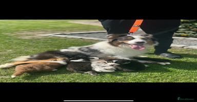 Australian Shepherd dogs - Advert 3