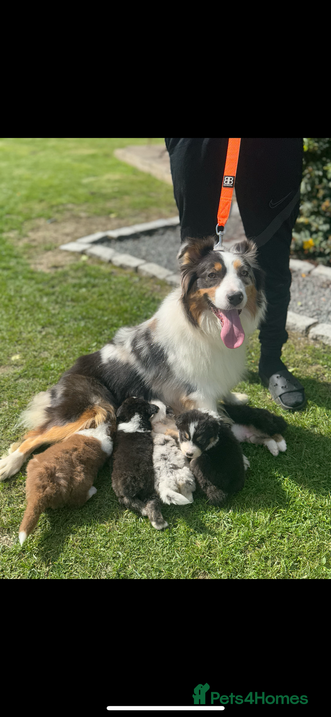 Australian Shepherd dogs for sale: 5 KC registered Australian Shepard puppies - Image 26