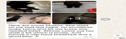 Cockapoo dogs for sale: Health tested, fully vaccinated, F1 Toy cockapoos - Advert 37