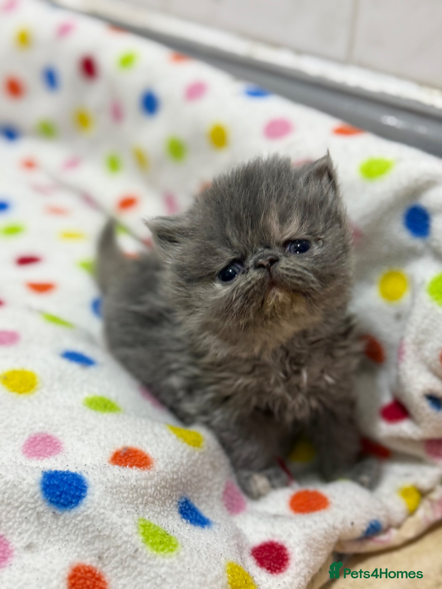 Persian cats Beautiful blue-cream Persian kitten - Advert 5