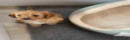 Mixed Breed dogs for sale: Cavapoo boy puppy available now  - Advert 5