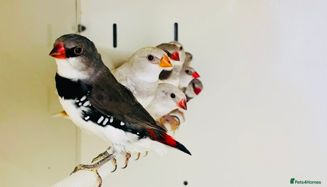 Finches birds for sale: Various finches  - Image 5