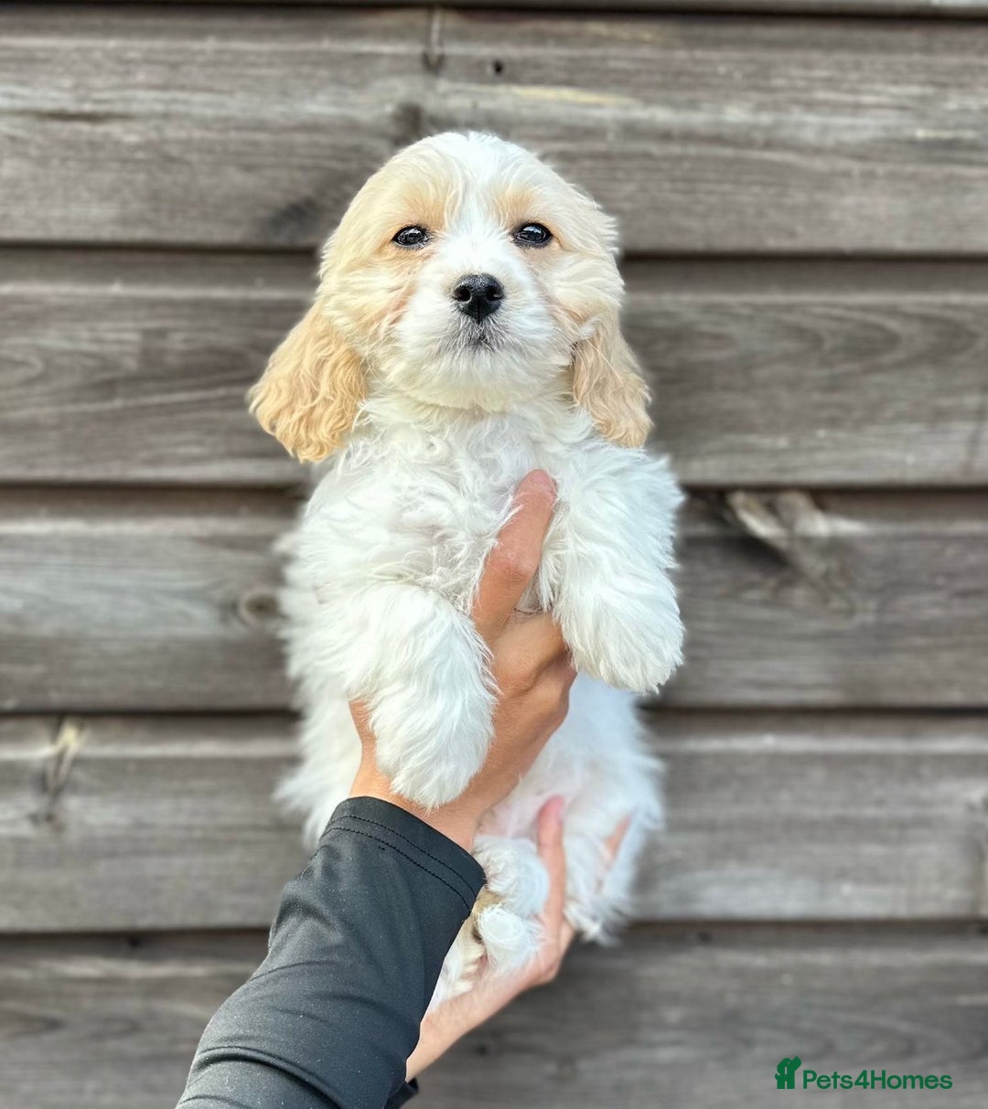 Cavachon dogs for sale: cavachon Puppies  - Advert 7