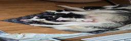 Siberian Husky dogs for sale: SIBERIAN HUSKY PUPS, 4 GIRLS, 1 BOY  - Advert 29