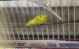 Budgerigars birds for sale: Budgies for sale - Image 4