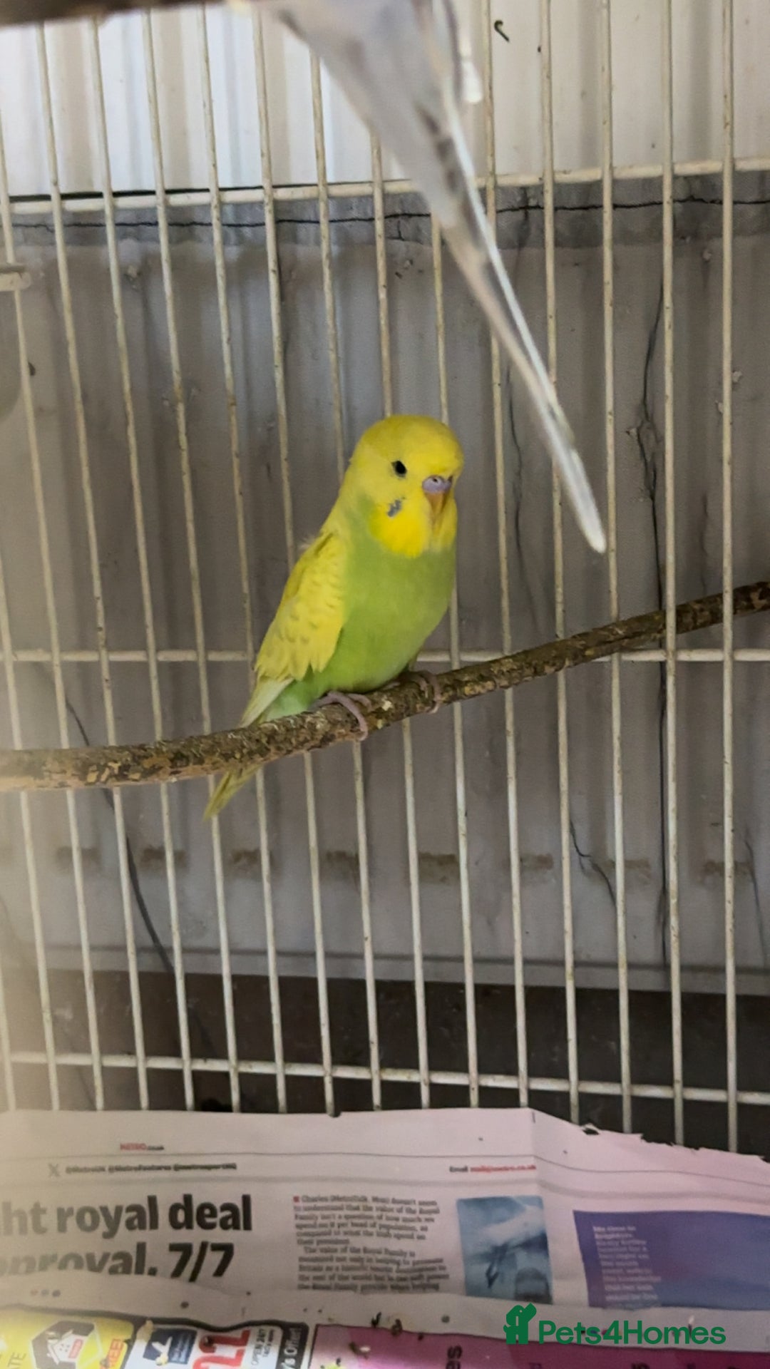 Budgerigars birds for sale: Budgies for sale - Image 4