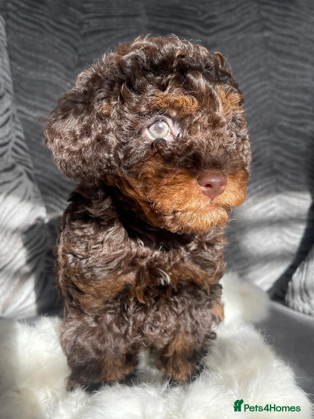 Cockapoo dogs for sale:  F1b miniature phantom merle puppies READY NOW  - Advert 32