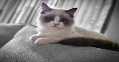 Ragdoll cats - Advert 1