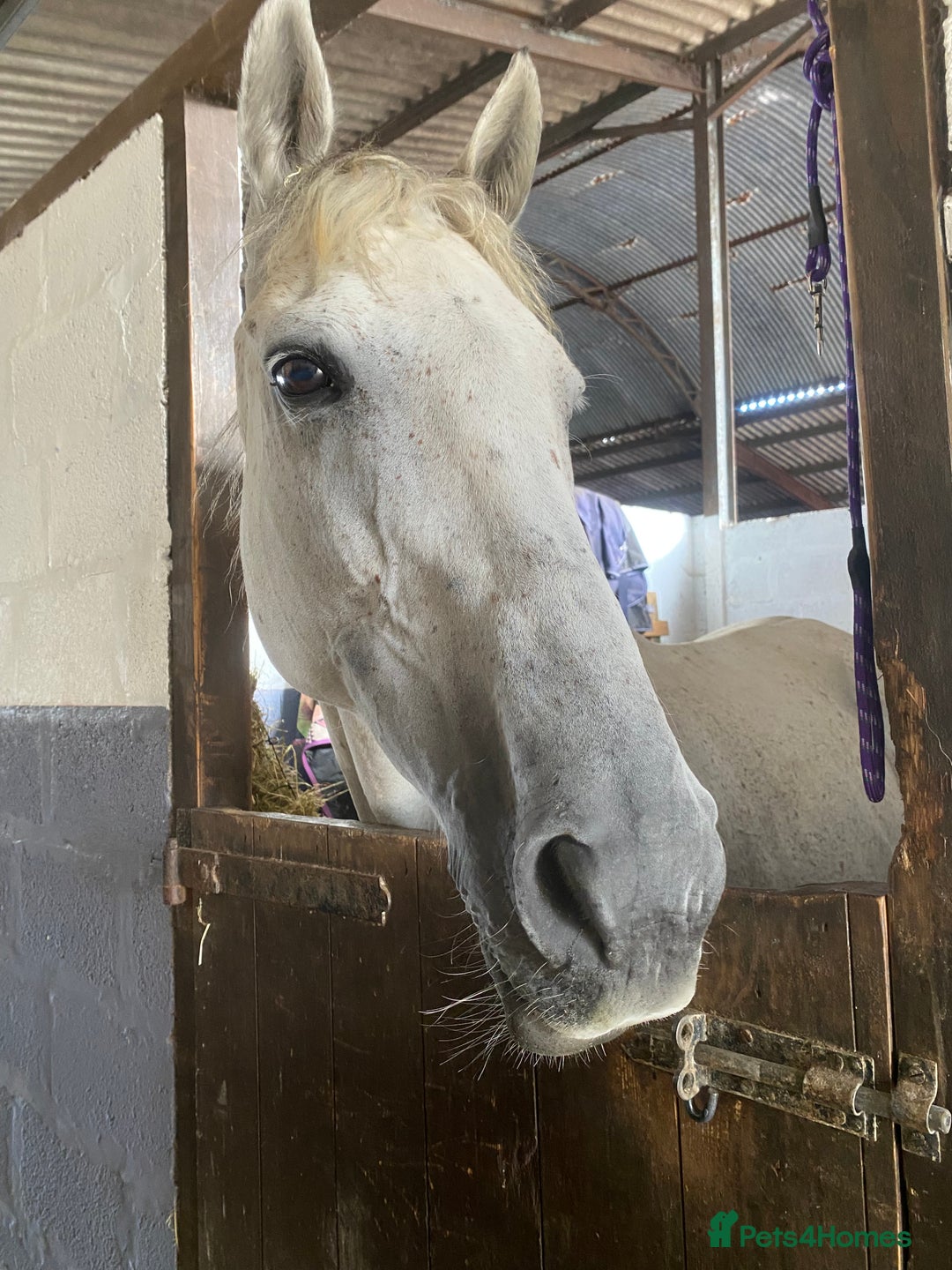Irish Thoroughbred horses for sale: Irish thoroughbred  - Image 6