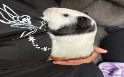 English rabbits for sale: Guniea pigs - Image 4