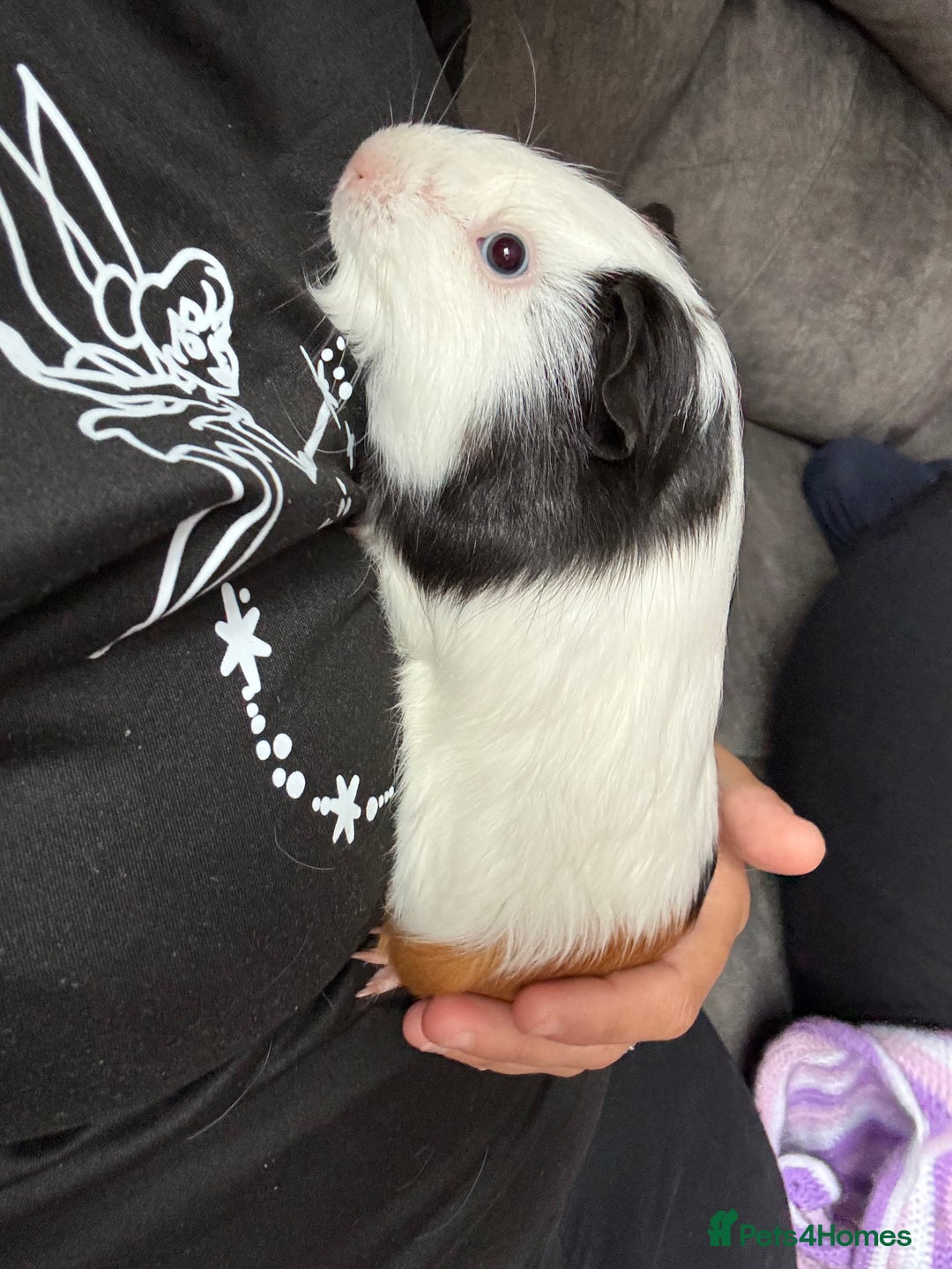 English rabbits for sale: Guniea pigs - Image 4