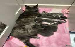 Maine Coon cats for sale: Stunning TICA Registered Maine Coon Boys Available - Image 27