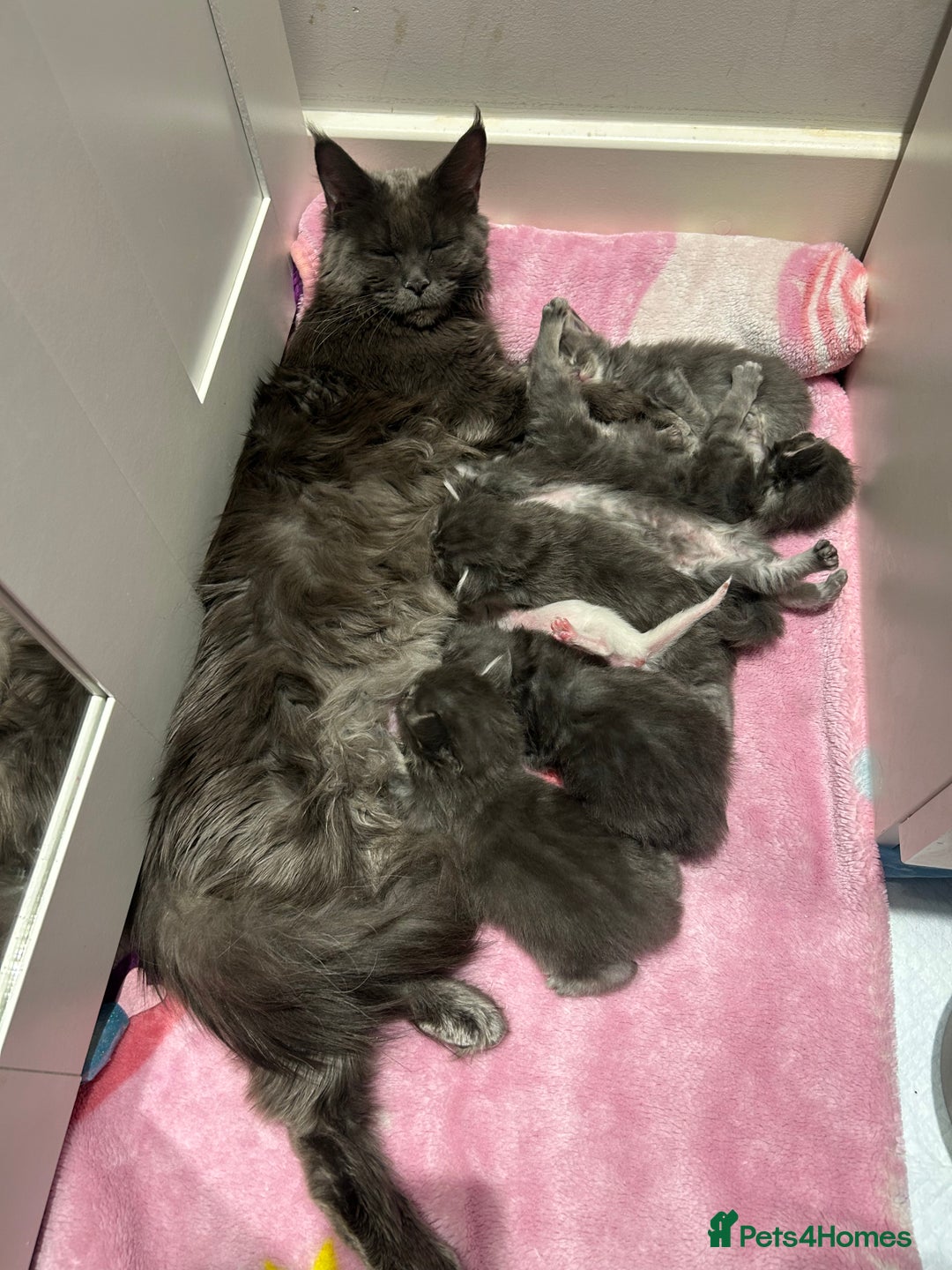 Maine Coon cats for sale: Stunning TICA Registered Maine Coon Boys Available - Image 27