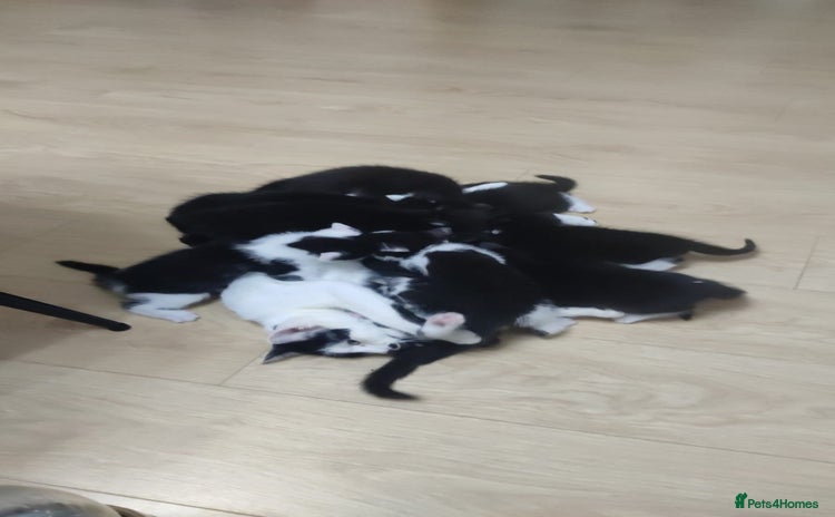 Domestic Shorthair cats - Advert 1