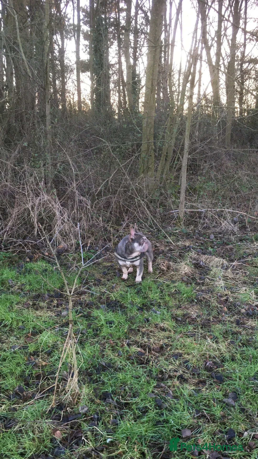 French Bulldog dogs for stud: R.F.G Graded 0-F.B.C.E Silver- B.V.A. Clear  in Darlington - Advert 8