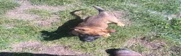 Mixed Breed dogs for sale: Belgian Malinois × German Shepherd Puppies 4 in Radstock - Advert 14