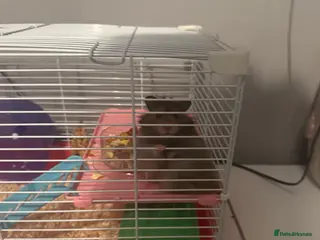 Hamster rodents 8 month old male hamster in Pontypool - Advert 2