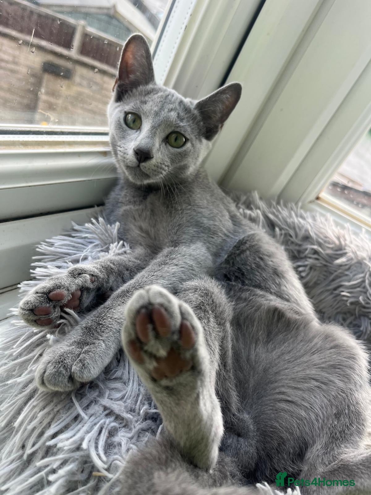 Russian Blue cats Stunning Russian Blue Kitten – Ready Now - Advert 2