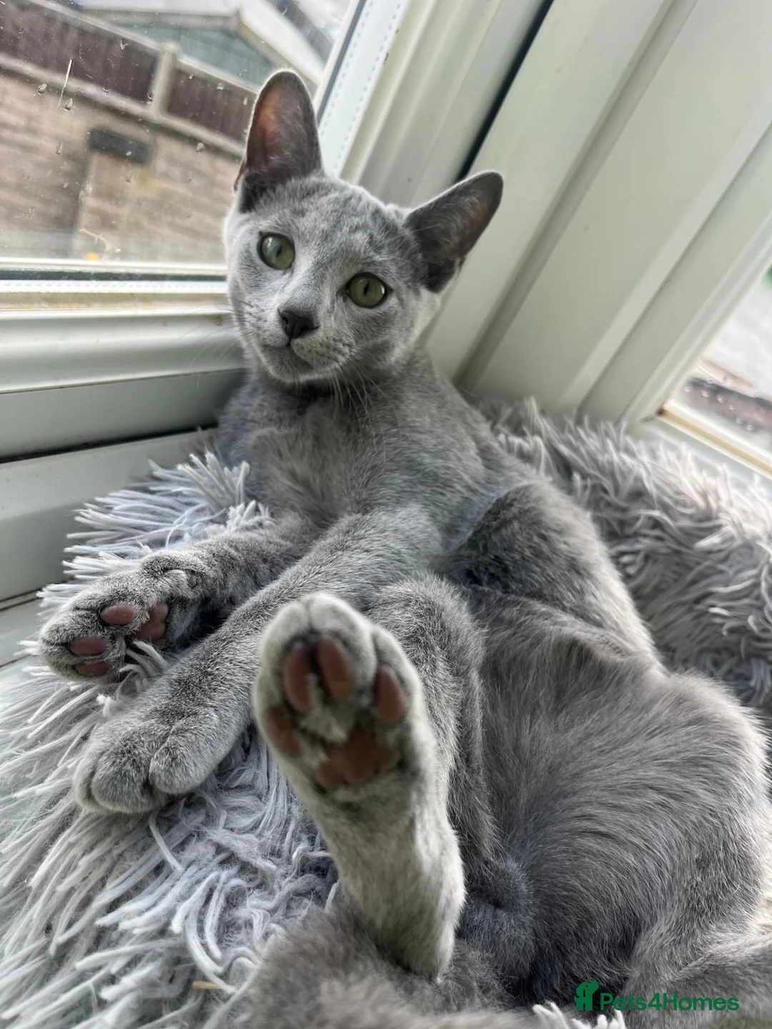 Russian Blue cats for sale: Stunning Russian Blue Kitten – Ready Now - Advert 2