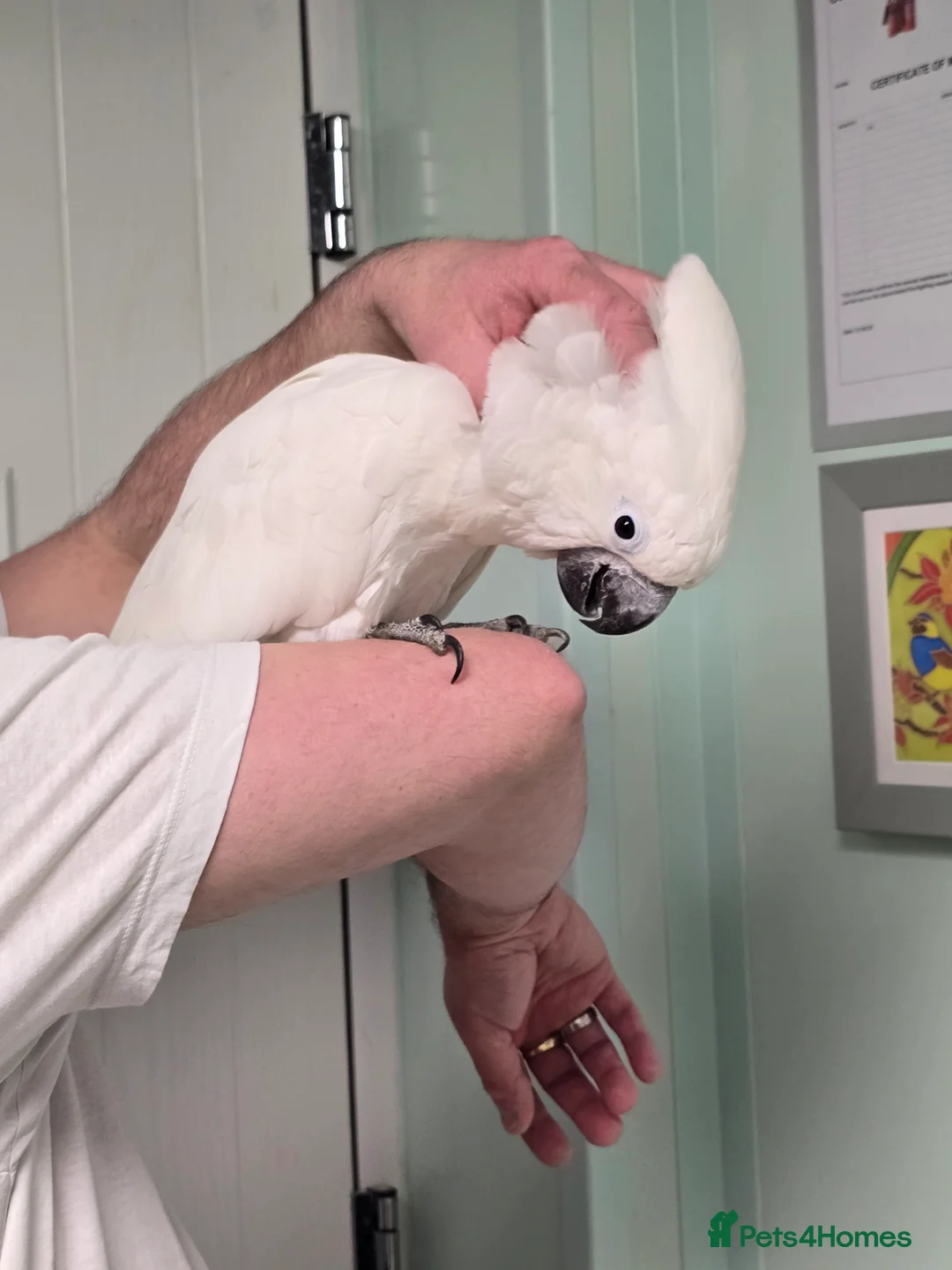 Cockatoo birds for sale: (Rare chance) Handreared Umbrella Cockatoo & Galah - Advert 3