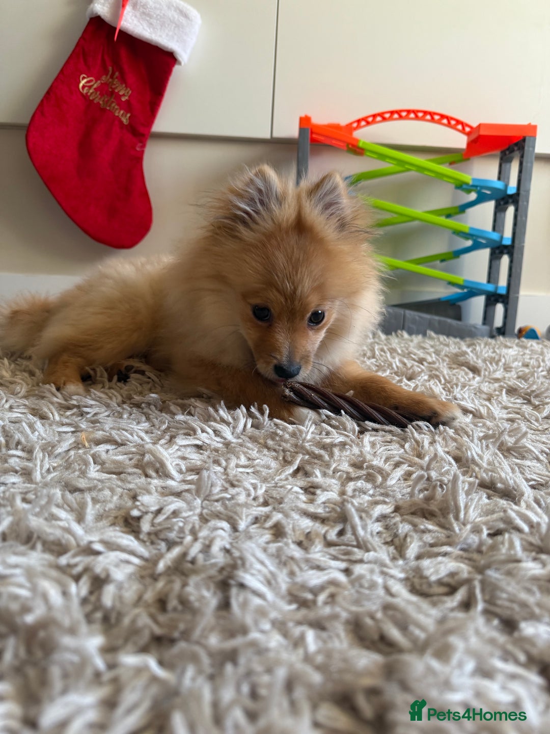 Pomeranian dogs for sale: Pomeranian Puppy 5 Months Old Loving Home Wanted  - Advert 3