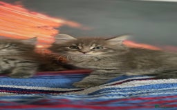 Maine Coon cats for sale: Maine coon kittens ready for reservation - Image 8