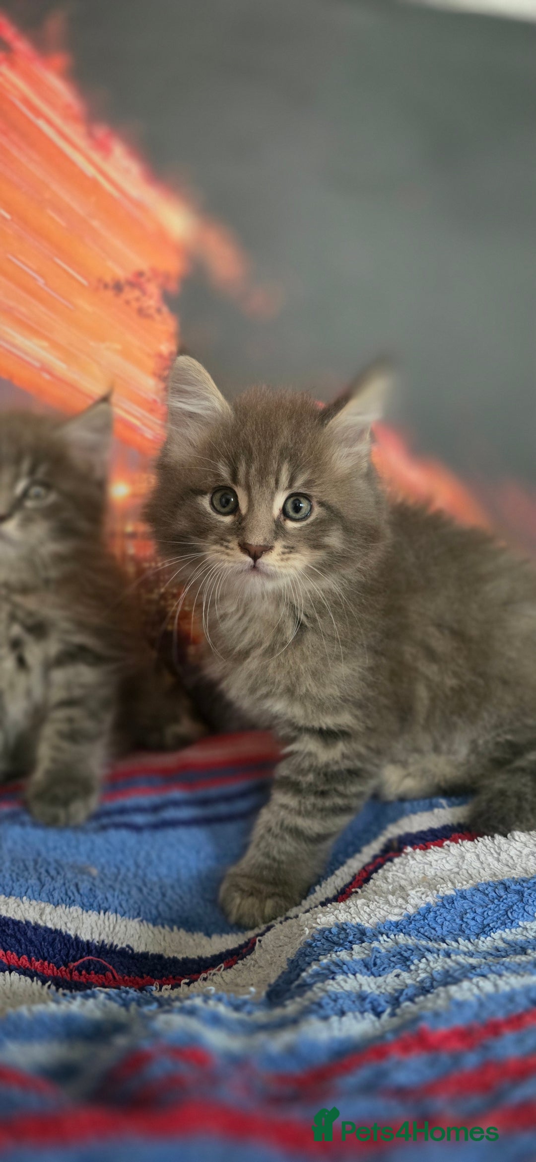 Maine Coon cats for sale: Maine coon kittens ready for reservation - Image 8