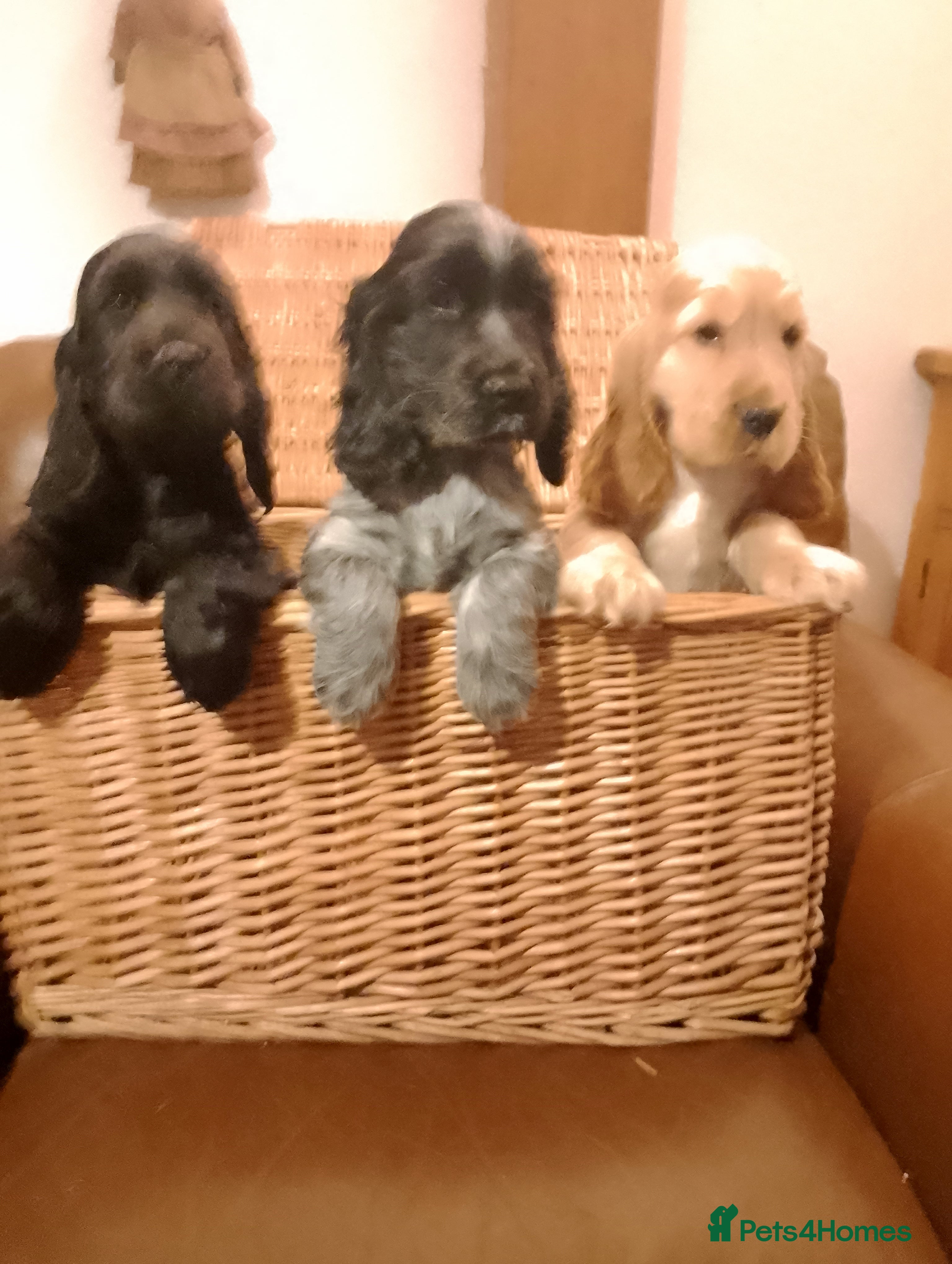 Cocker Spaniel dogs Show Cocker Puppies and Adults for sale - Advert 2