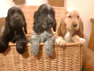 Cocker Spaniel dogs Show Cocker Puppies and Adults for sale - Advert 6