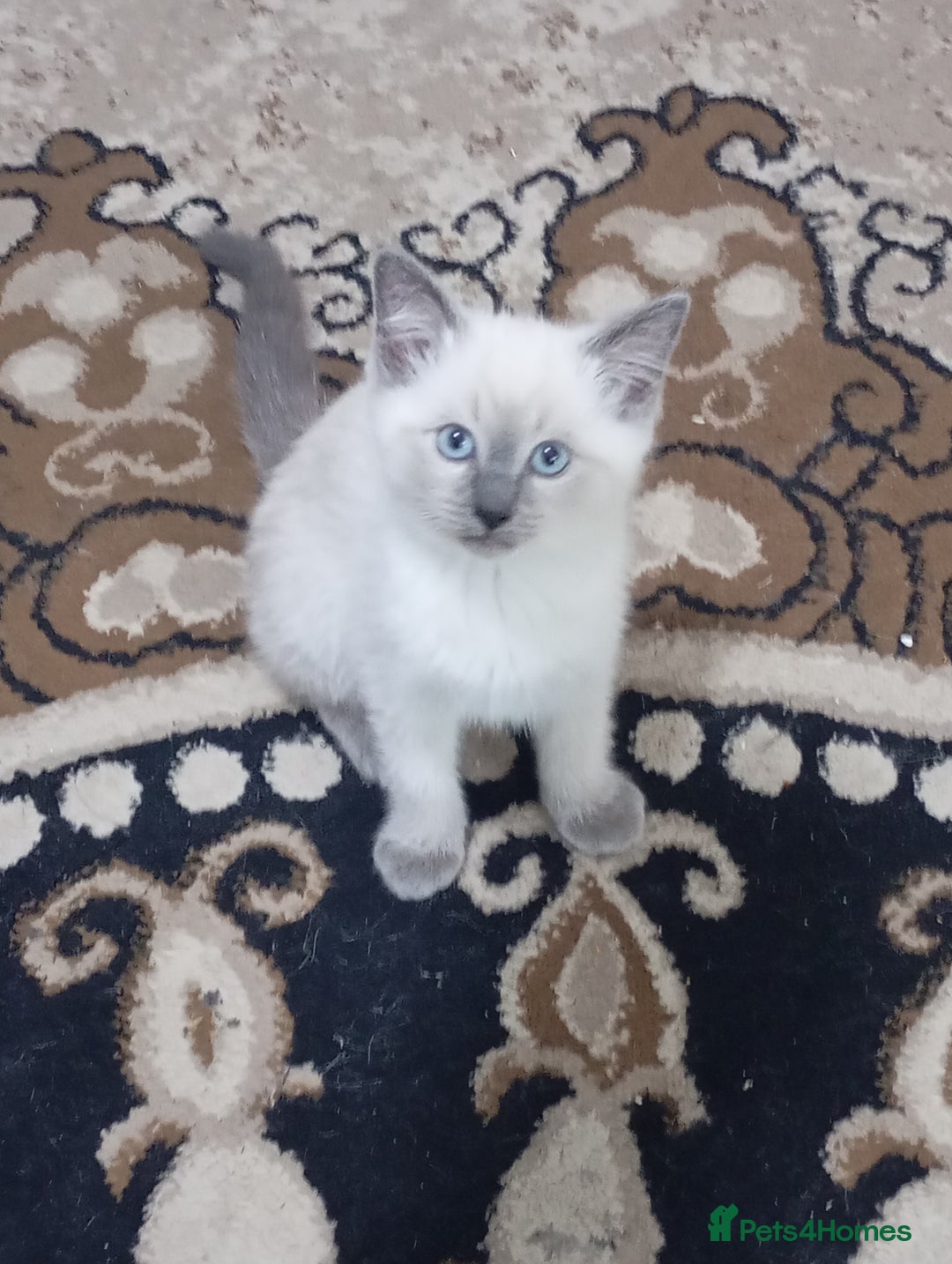 Ragdoll cats for sale: Warwick house central avenue M192ff - Image 7