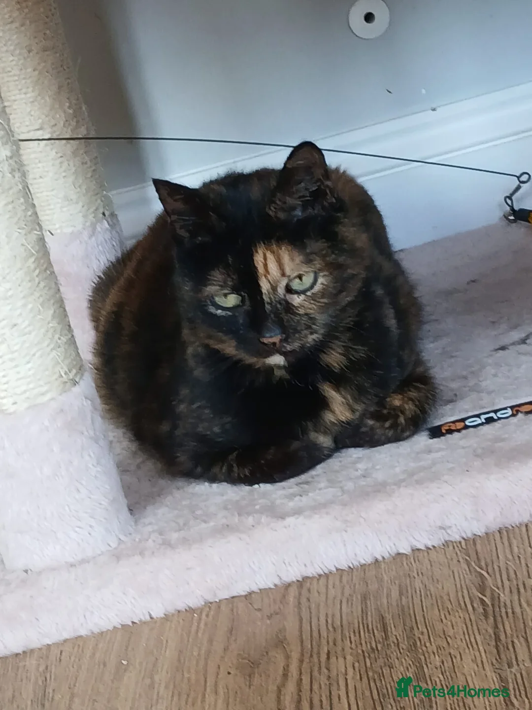 Mixed Breed cats for adoption: Emilie for adoption in Waterlooville - Advert 5
