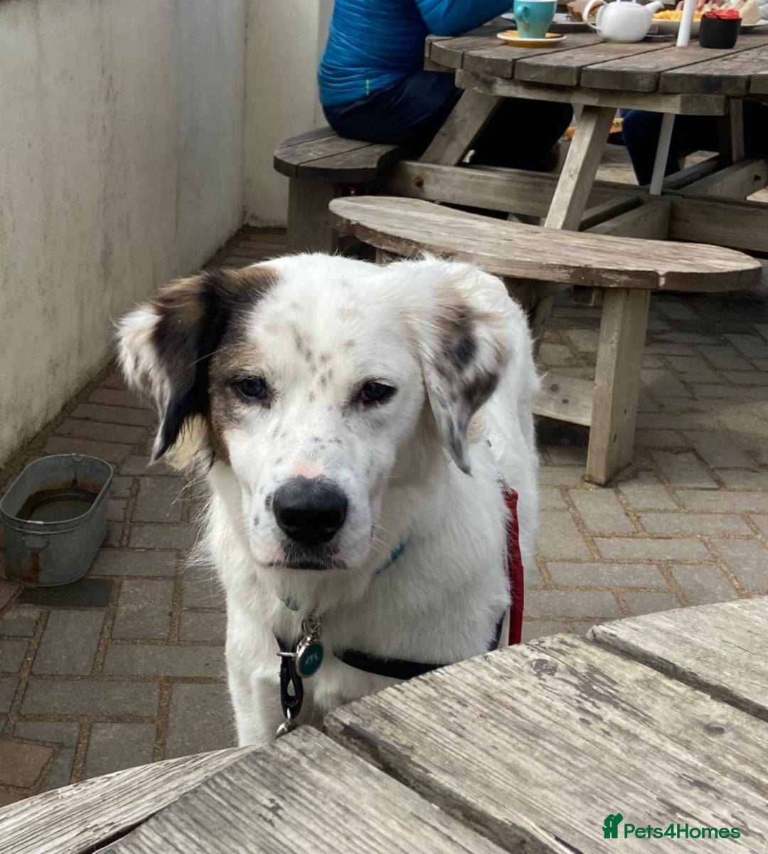 Mixed Breed dogs for adoption: Ned needs someone to believe in him 💙 - Advert 19