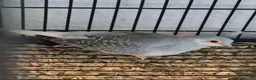 Doves birds for sale: Pied Pair of Daimond Doves  - Advert 2