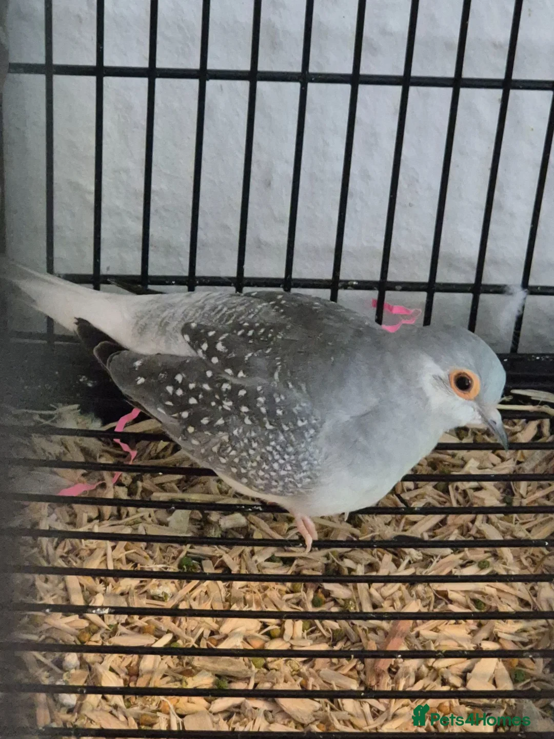 Doves birds for sale: Pied Pair of Daimond Doves  - Advert 2