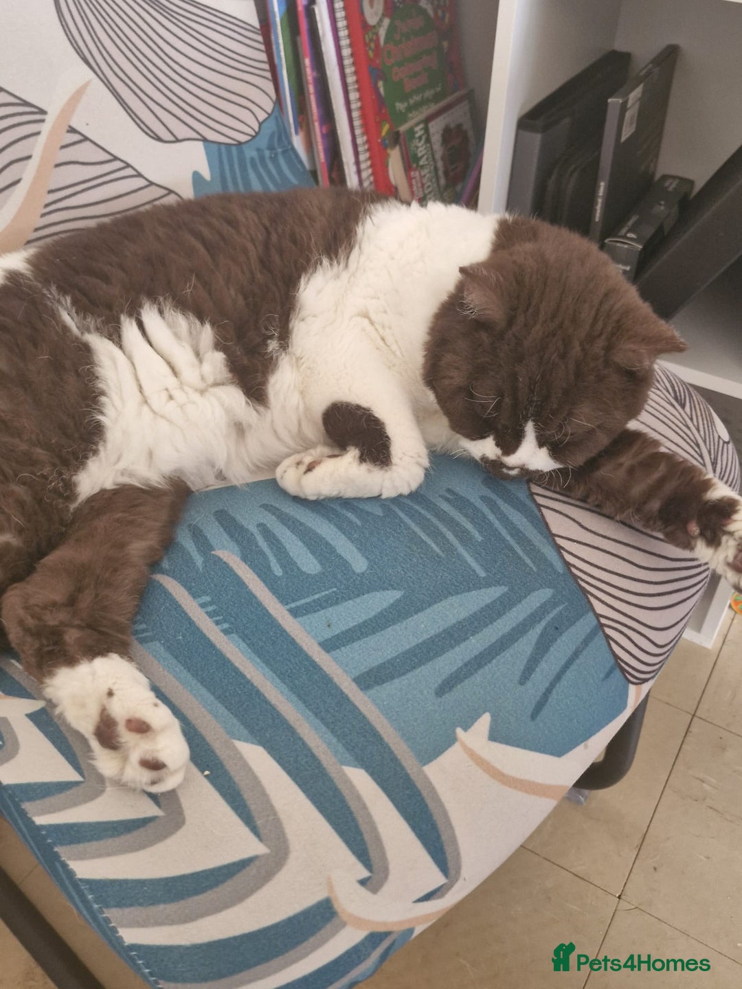 Selkirk Rex cats for sale: Selkirk rex curly chocolate bi colour neutered - Advert 4