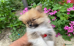 Pomeranian dogs for sale: Beautiful Russian bloodline Pomeranian puppies - Image 27