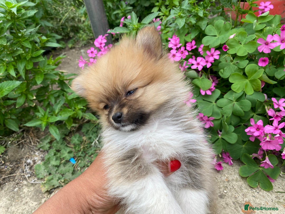 Pomeranian dogs for sale: Beautiful Russian bloodline Pomeranian puppies - Image 27